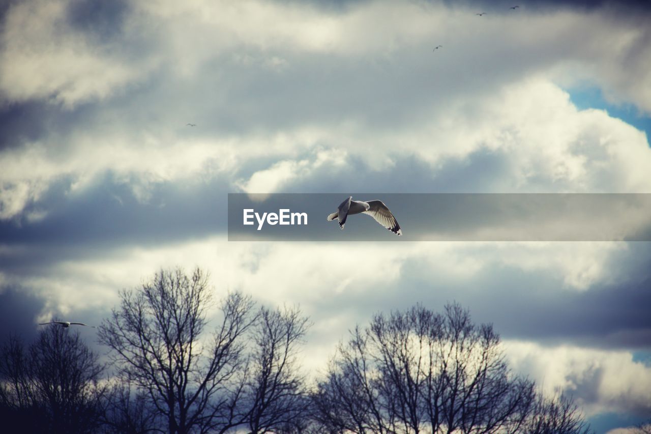 LOW ANGLE VIEW OF BIRDS FLYING AGAINST SKY