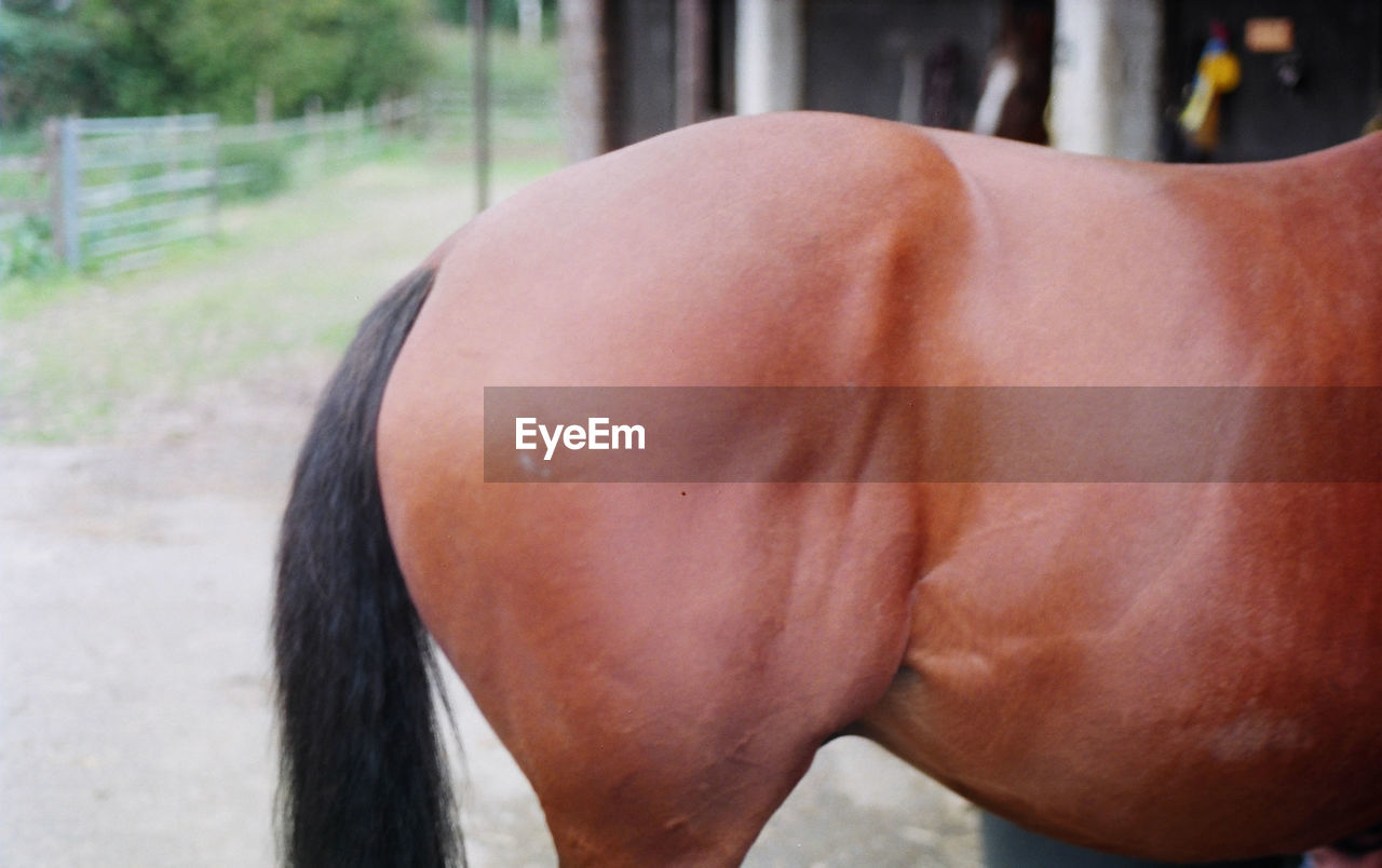 Close-up side view of a cropped horse