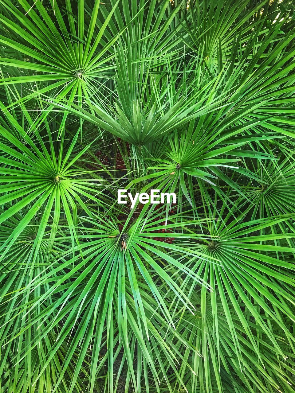 FULL FRAME SHOT OF FRESH GREEN PLANT