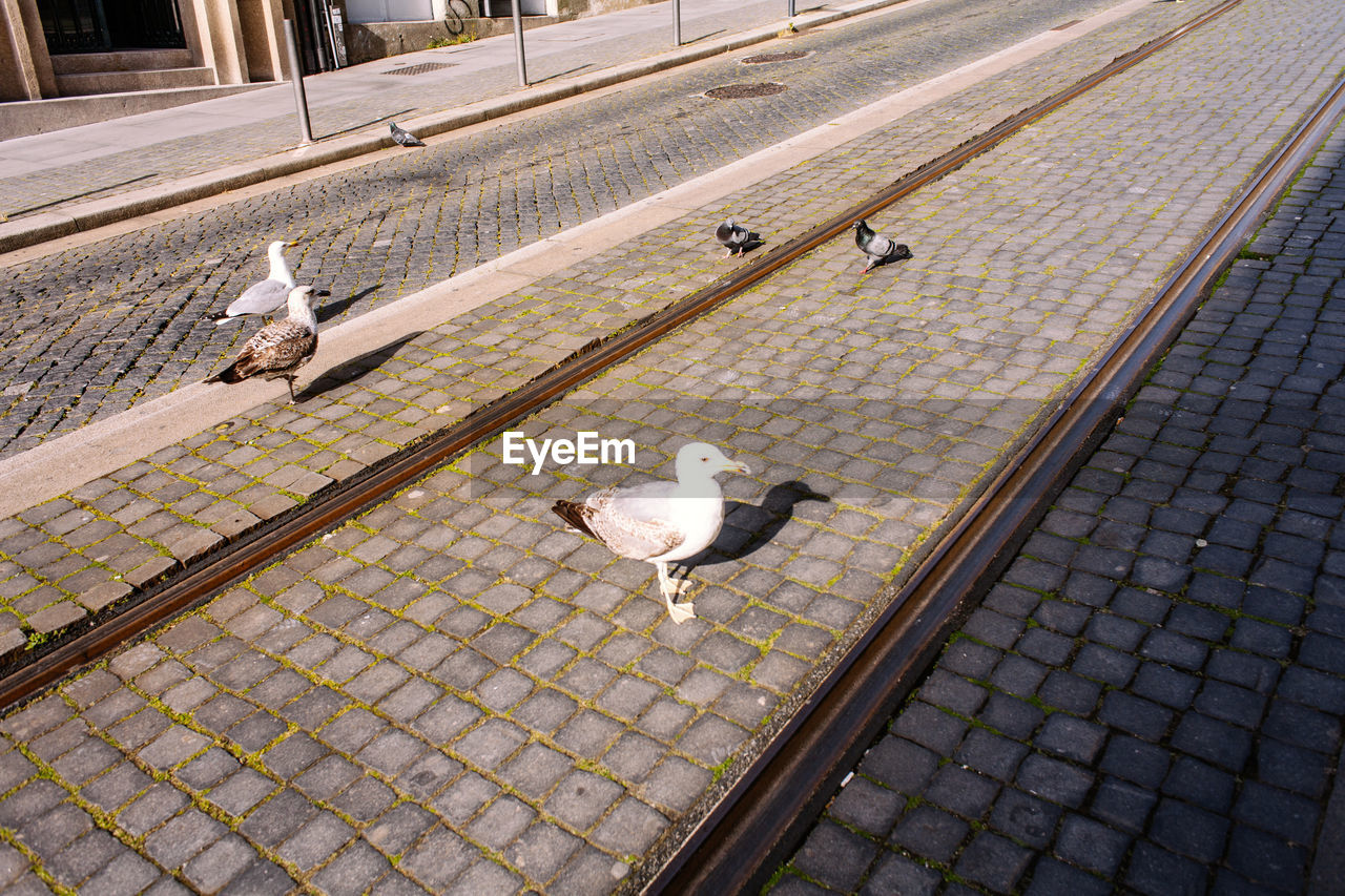 HIGH ANGLE VIEW OF SEAGULL ON FOOTPATH