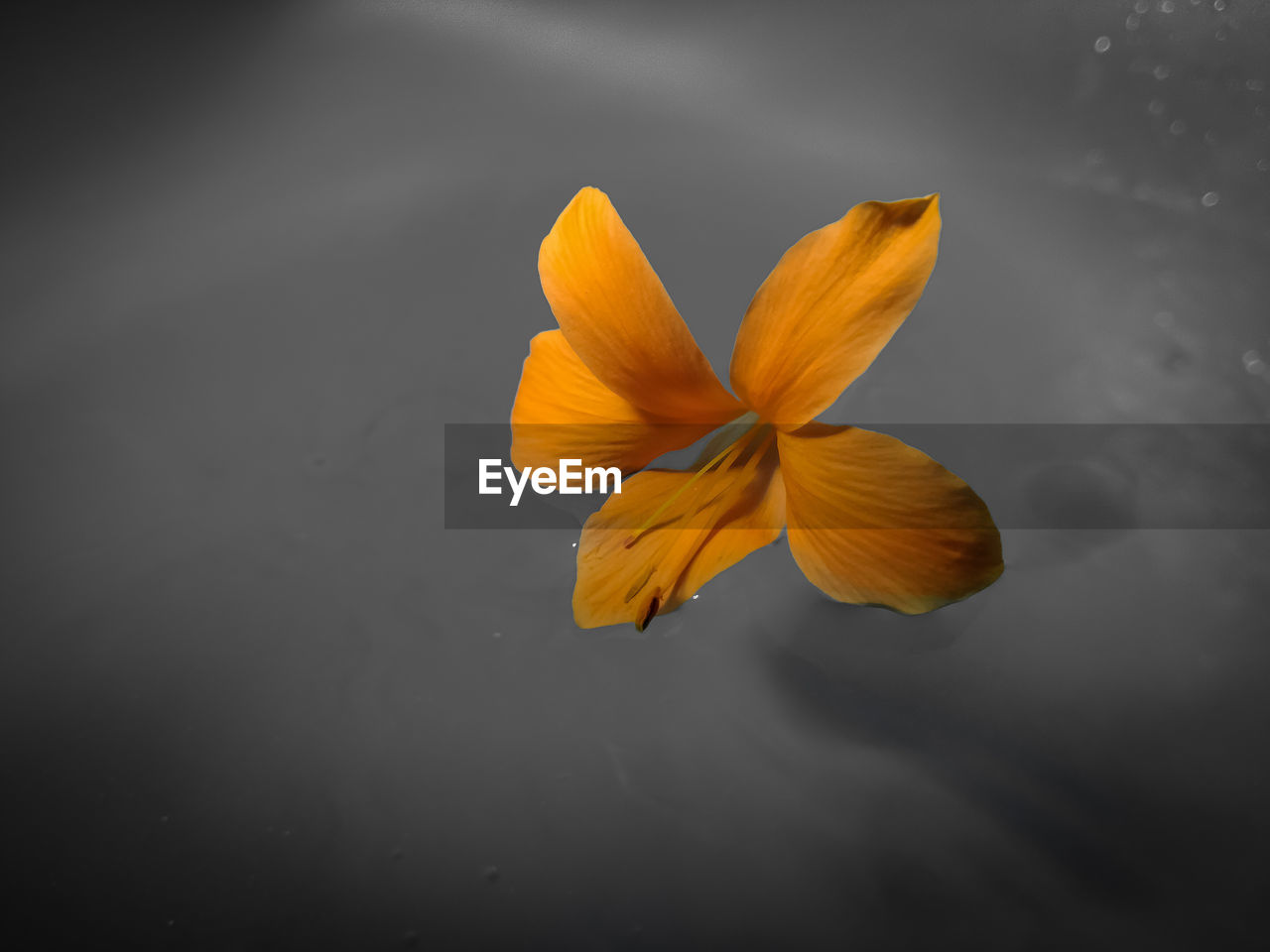 CLOSE-UP OF YELLOW FLOWER AGAINST WATER