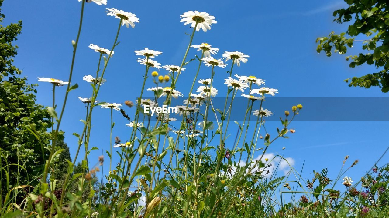 plant, meadow, sky, nature, growth, flower, beauty in nature, field, prairie, flowering plant, blue, grass, no people, wildflower, freshness, grassland, day, clear sky, land, agriculture, green, outdoors, low angle view, tree, tranquility, sunlight, landscape, crop, springtime, cloud, sunny, environment, scenics - nature
