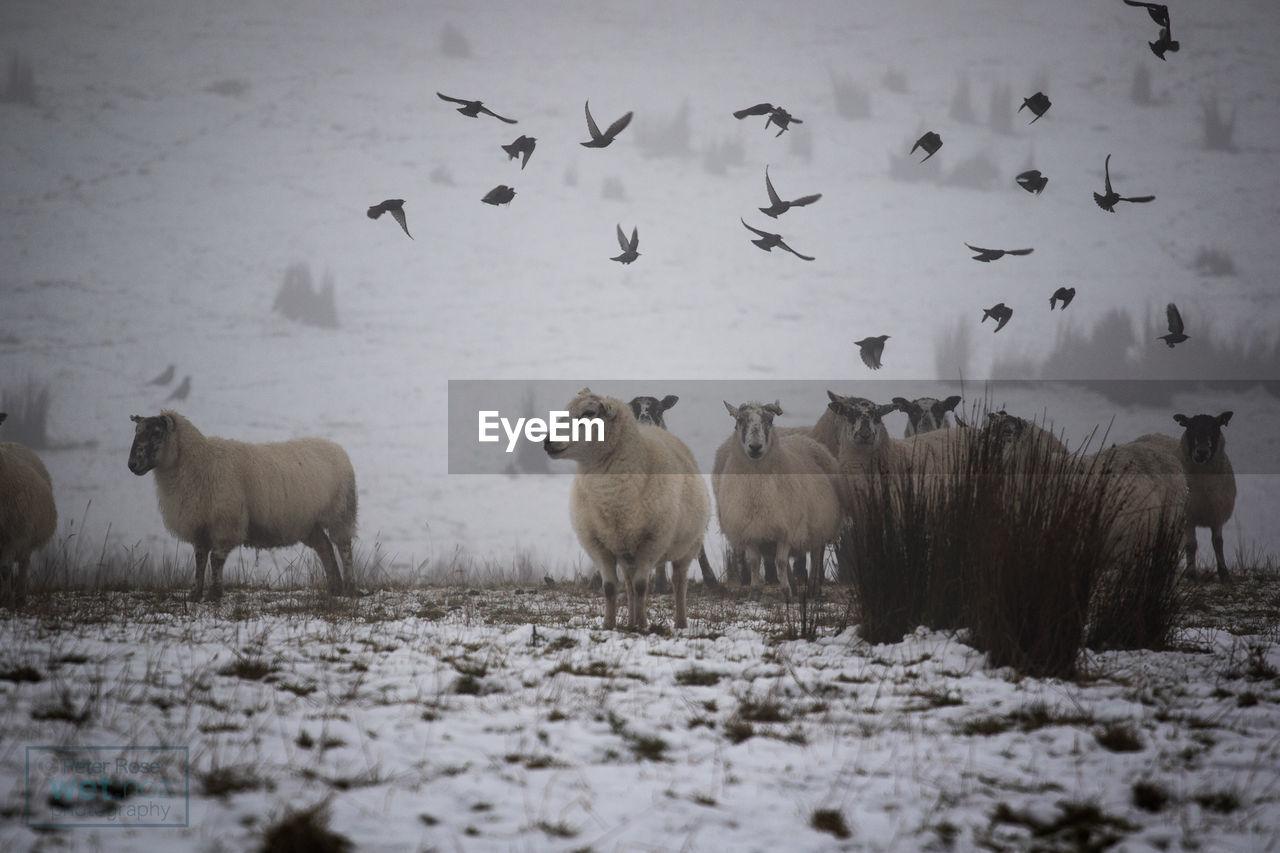 Sheep on snow covered field during winter