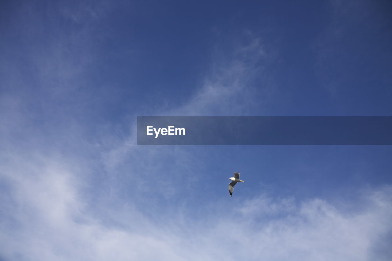 LOW ANGLE VIEW OF BIRD FLYING IN SKY