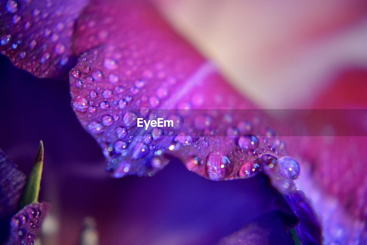 Close-up of wet purple flower