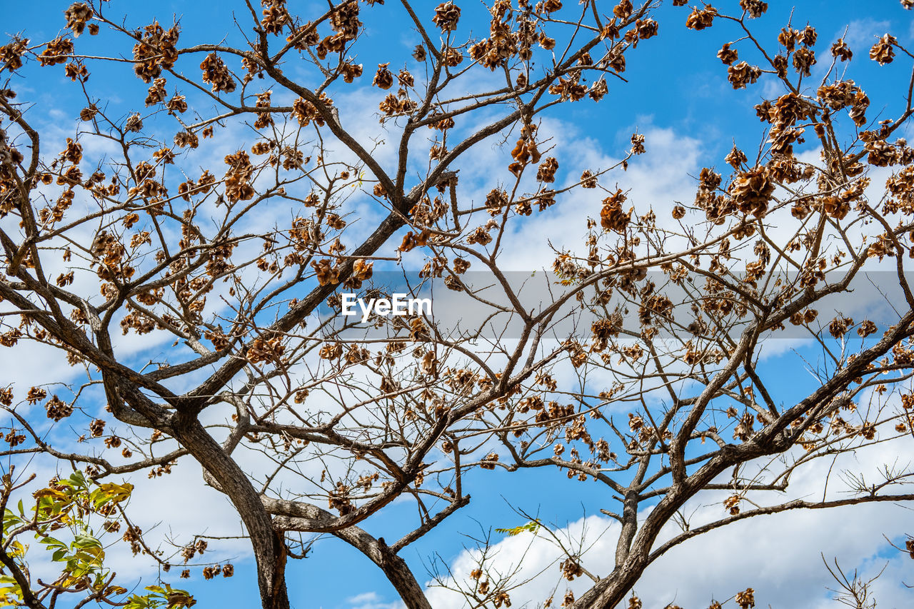 tree, plant, sky, flower, branch, low angle view, nature, blue, leaf, blossom, no people, beauty in nature, spring, clear sky, outdoors, day, food, springtime, growth, food and drink, tranquility, autumn, sunlight