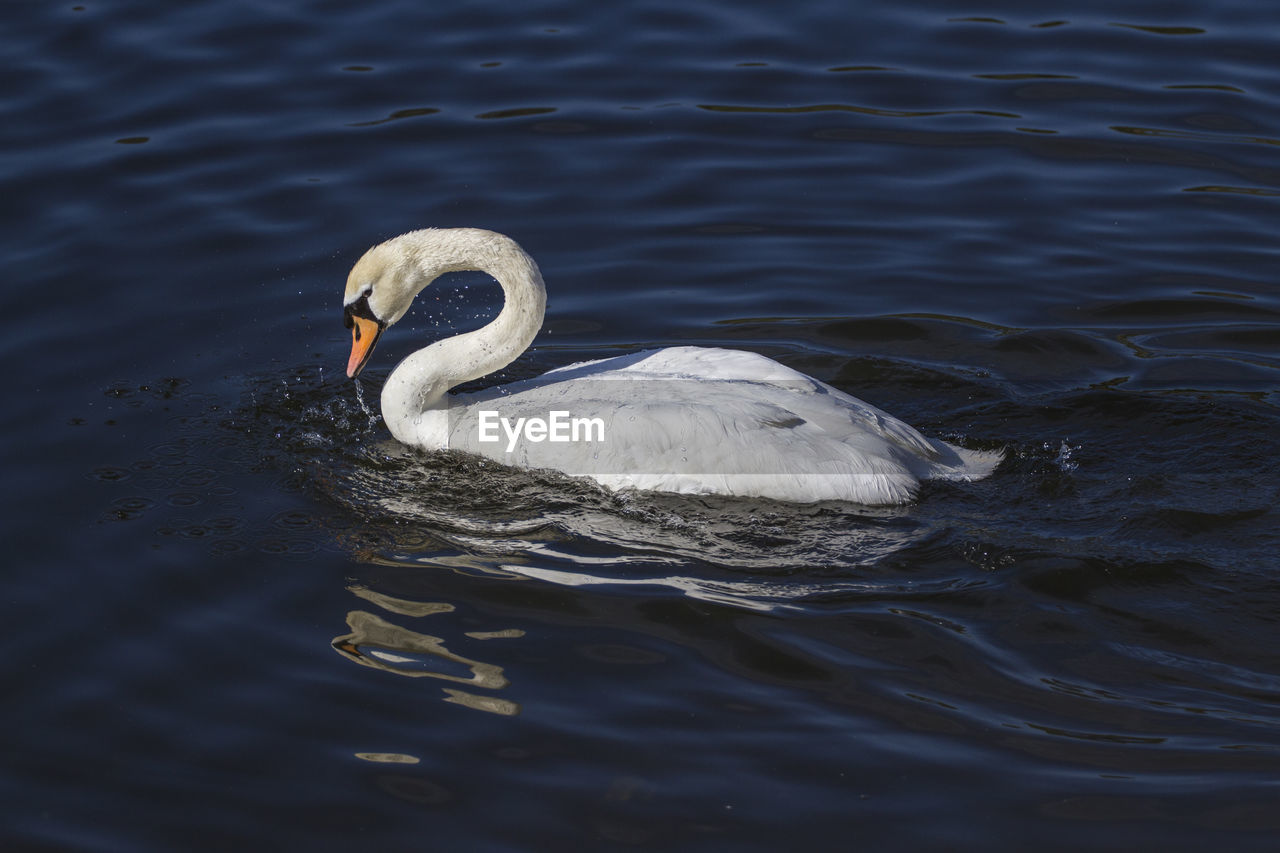 SWAN IN A LAKE