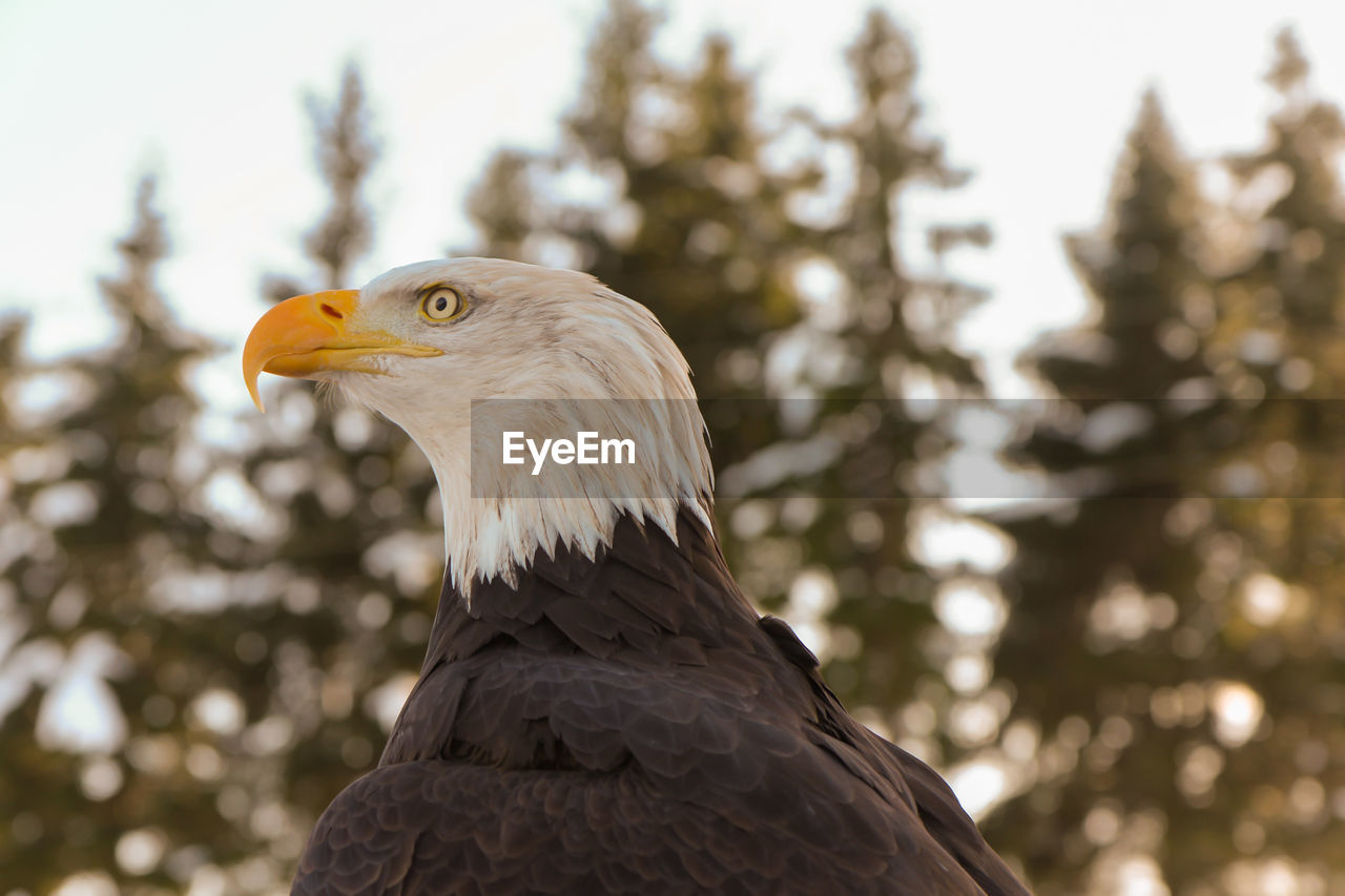 Close-up of bald eagle against blurred forest trees