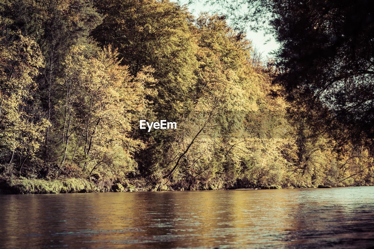 SCENIC VIEW OF LAKE IN FOREST