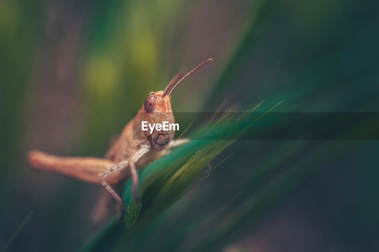 animal themes, animal, animal wildlife, one animal, wildlife, nature, macro photography, close-up, green, no people, insect, animal body part, selective focus, plant, grass, outdoors, grasshopper, focus on foreground, day, macro, beauty in nature