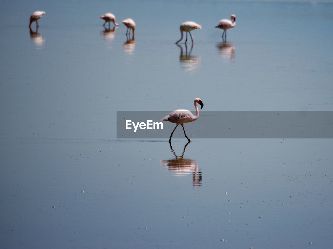 A flurry of flamingos at lake magadi, the great rift valley, kenya