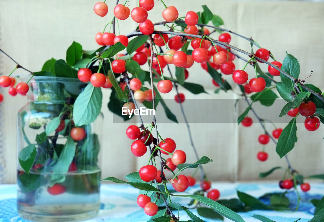 CLOSE-UP OF CHERRIES ON PLANT