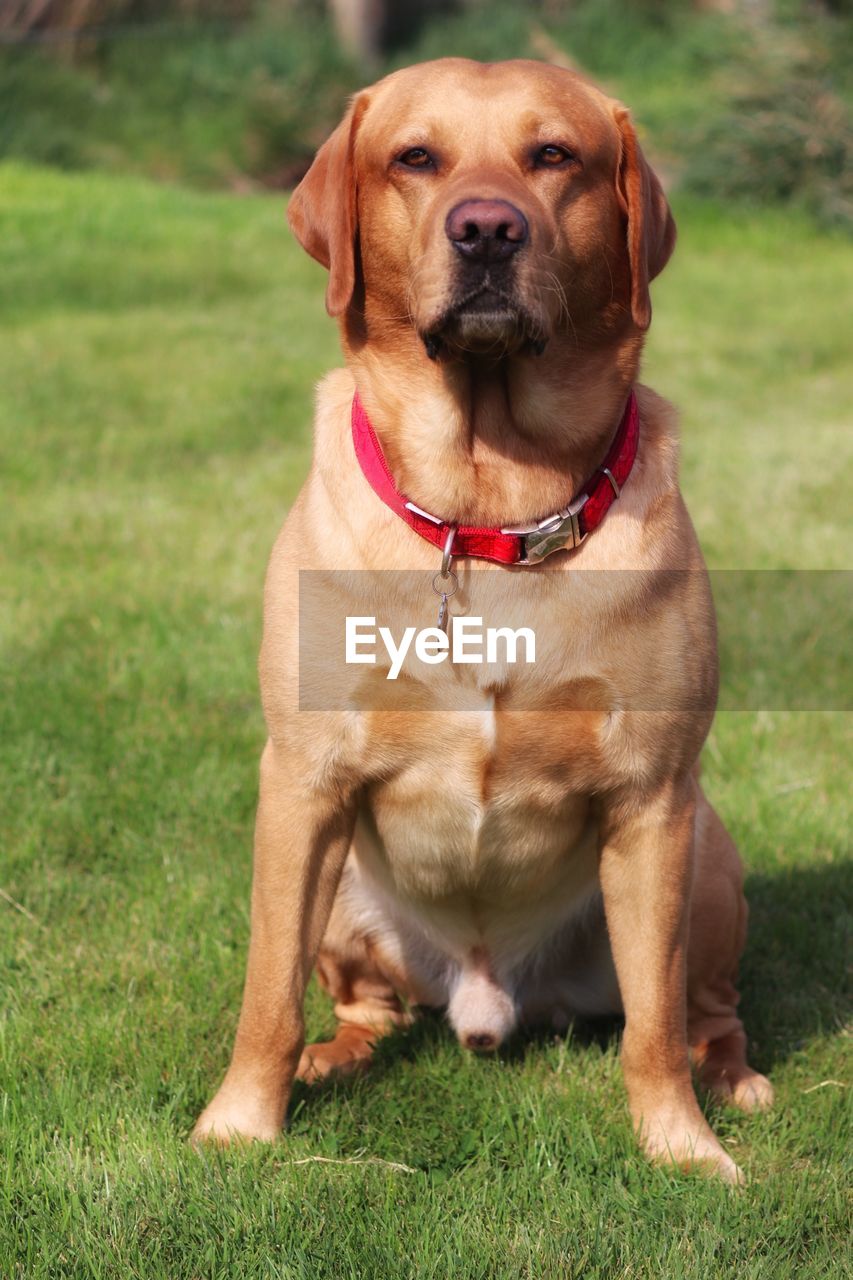 Portrait of dog sitting on grass