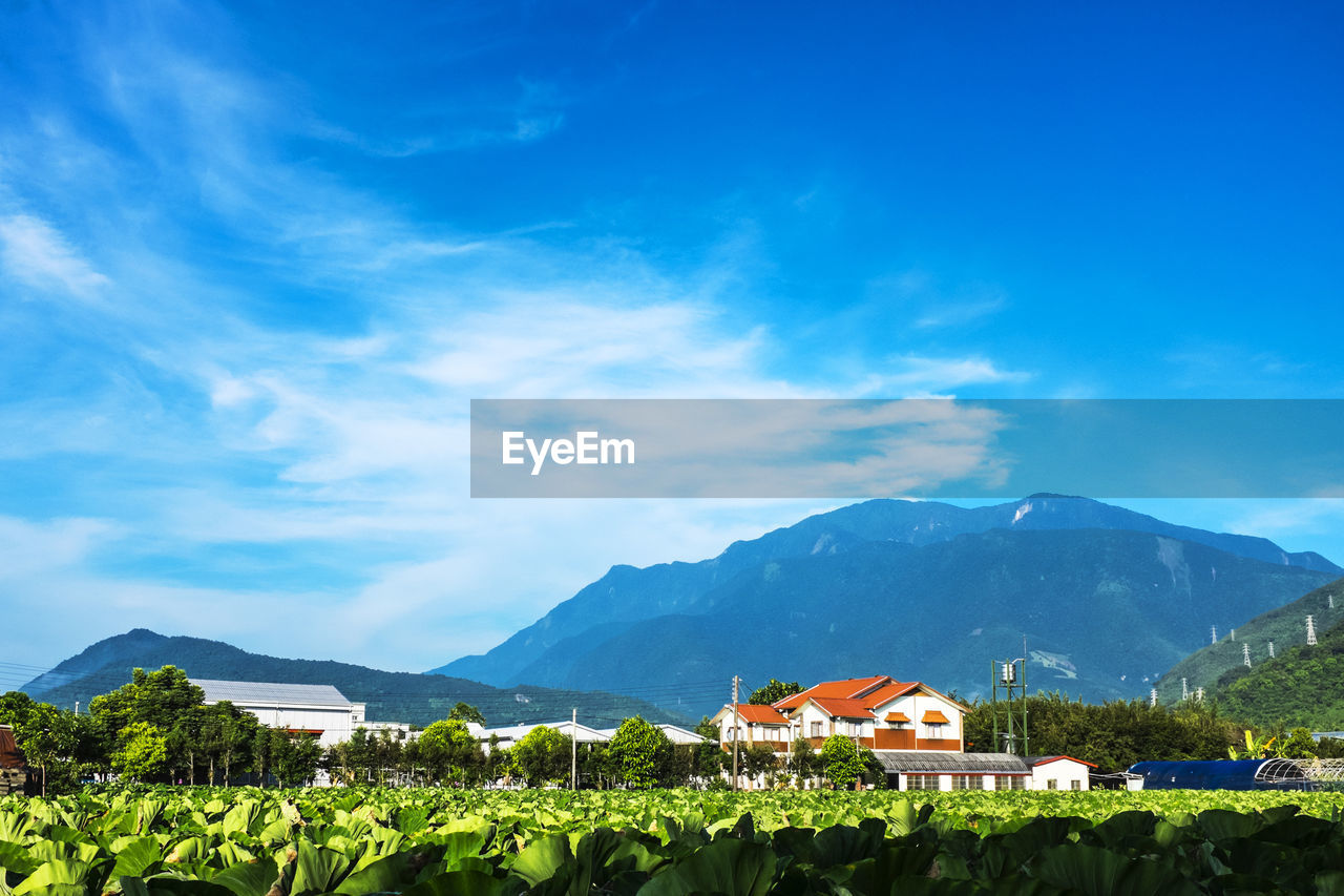 Scenic view of agricultural field against blue sky