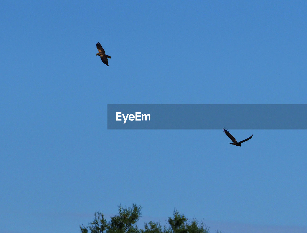 LOW ANGLE VIEW OF BIRD FLYING