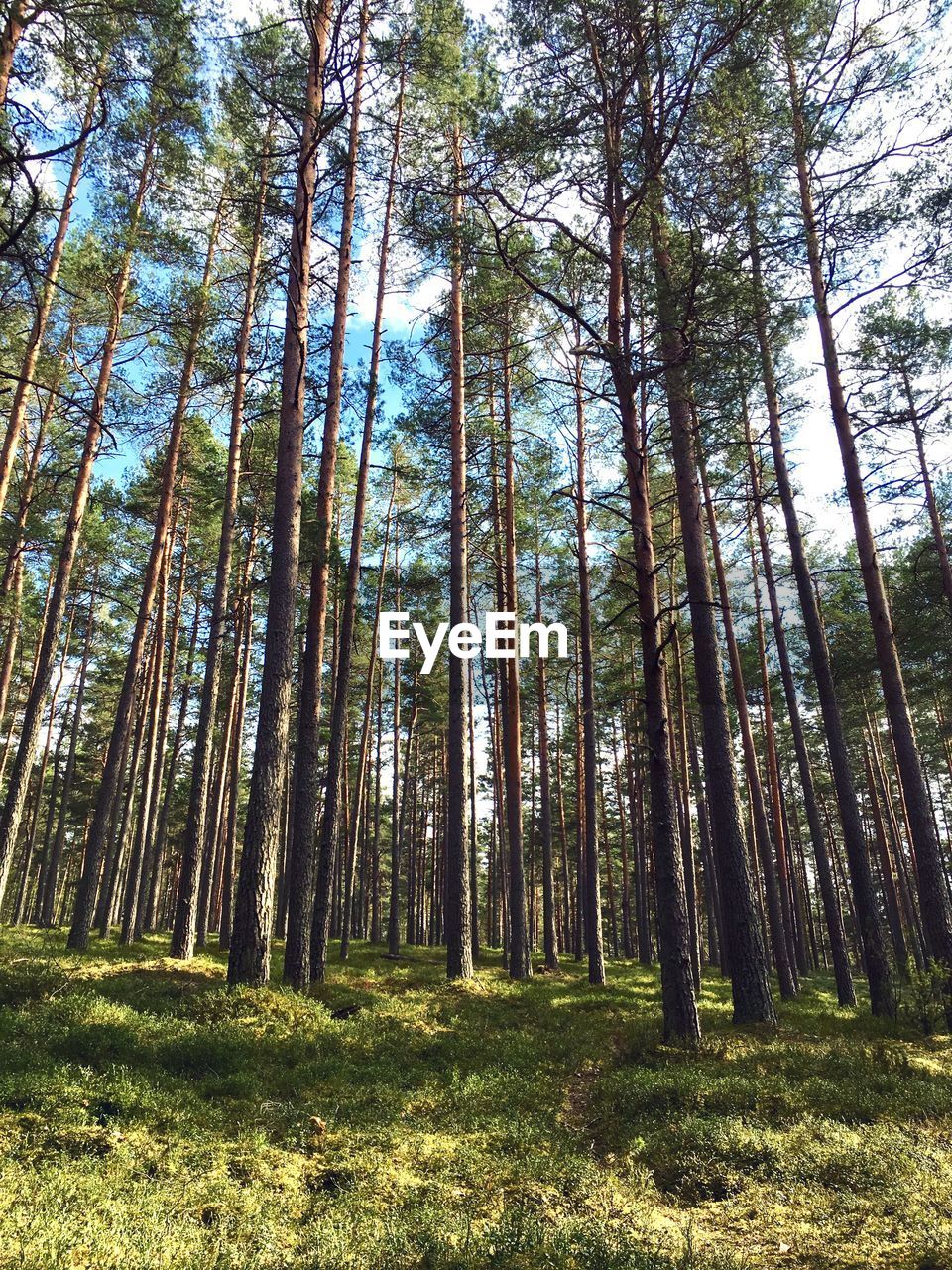 LOW ANGLE VIEW OF TREES AT FOREST