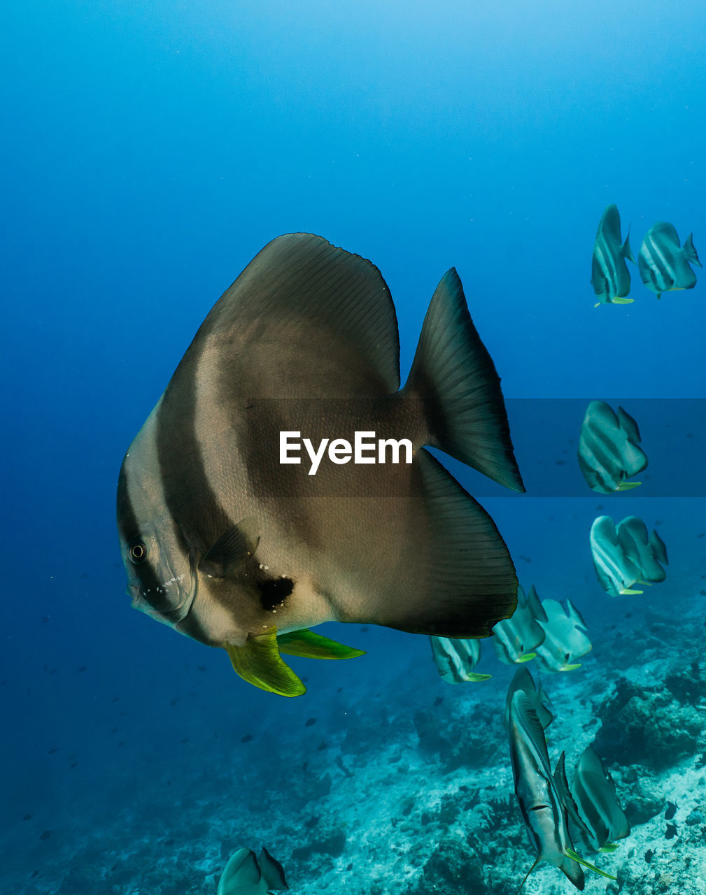 VIEW OF FISH SWIMMING IN SEA