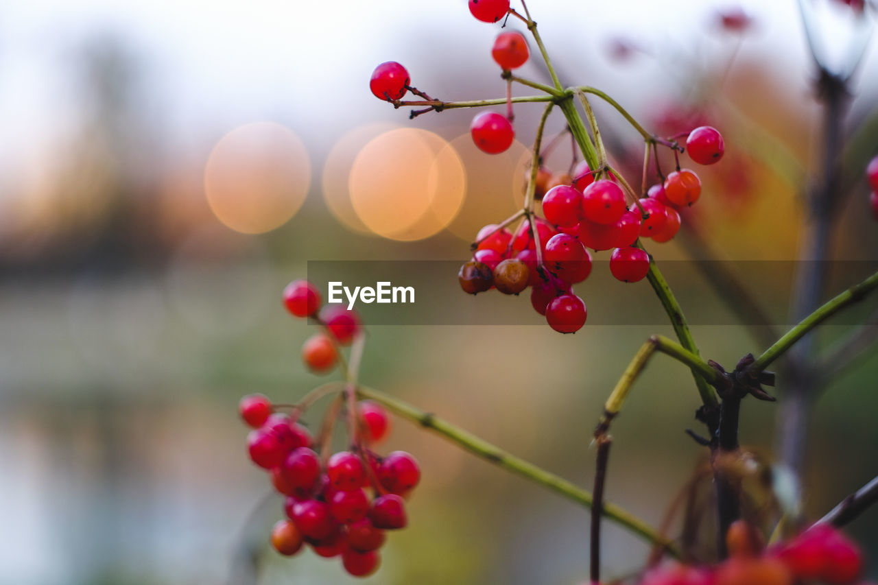 CLOSE-UP OF FRUITS GROWING ON TREE