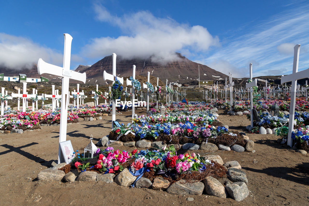 VIEW OF FLOWERING PLANTS AT CEMETERY