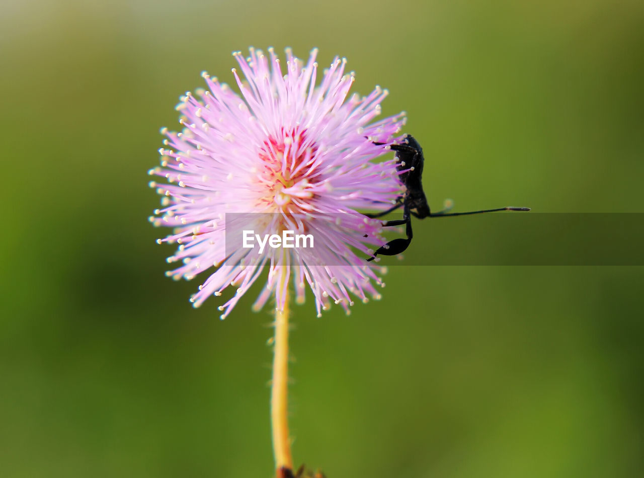 CLOSE-UP OF HONEY BEE ON PURPLE FLOWER