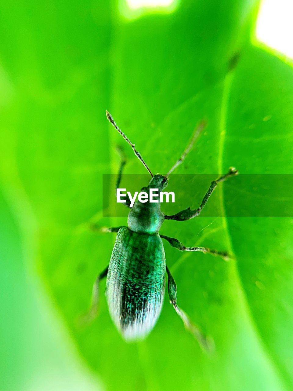 Close-up of insect on leaf