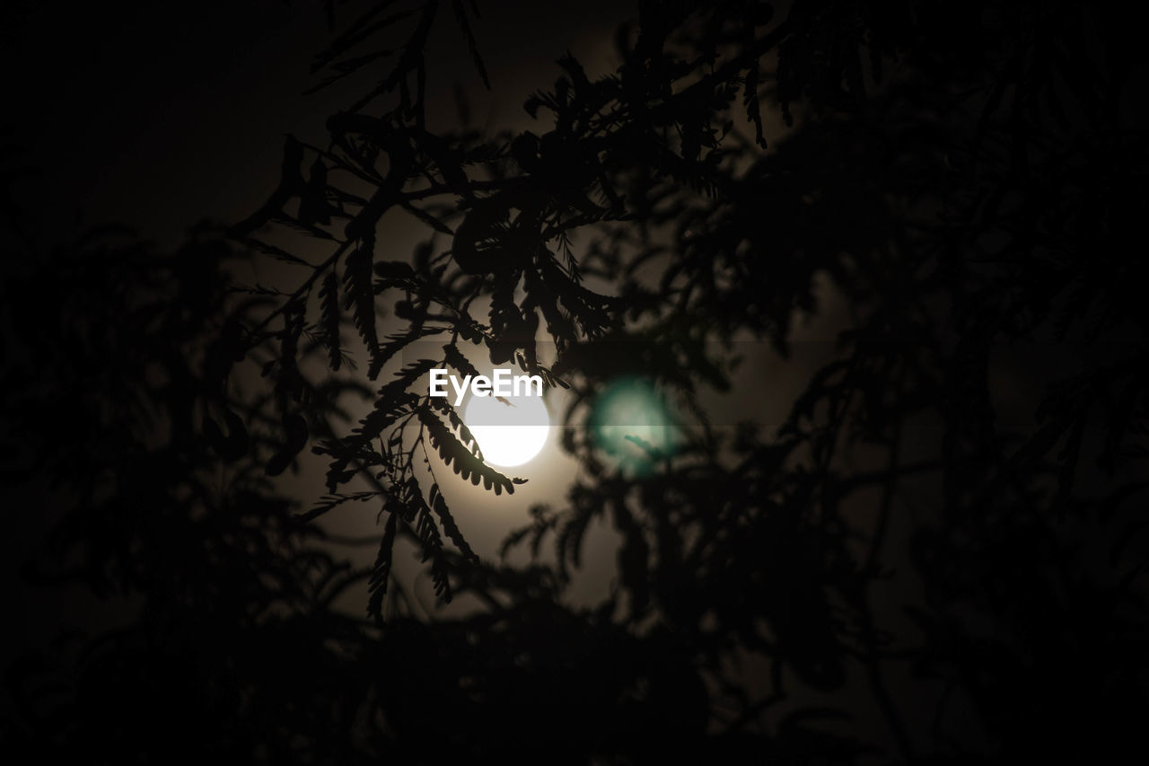 LOW ANGLE VIEW OF SILHOUETTE TREE AGAINST SKY