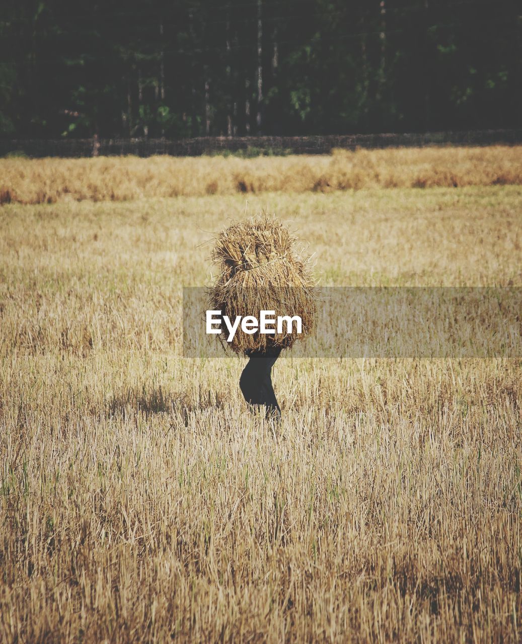 Person carrying hay stacks while walking on field