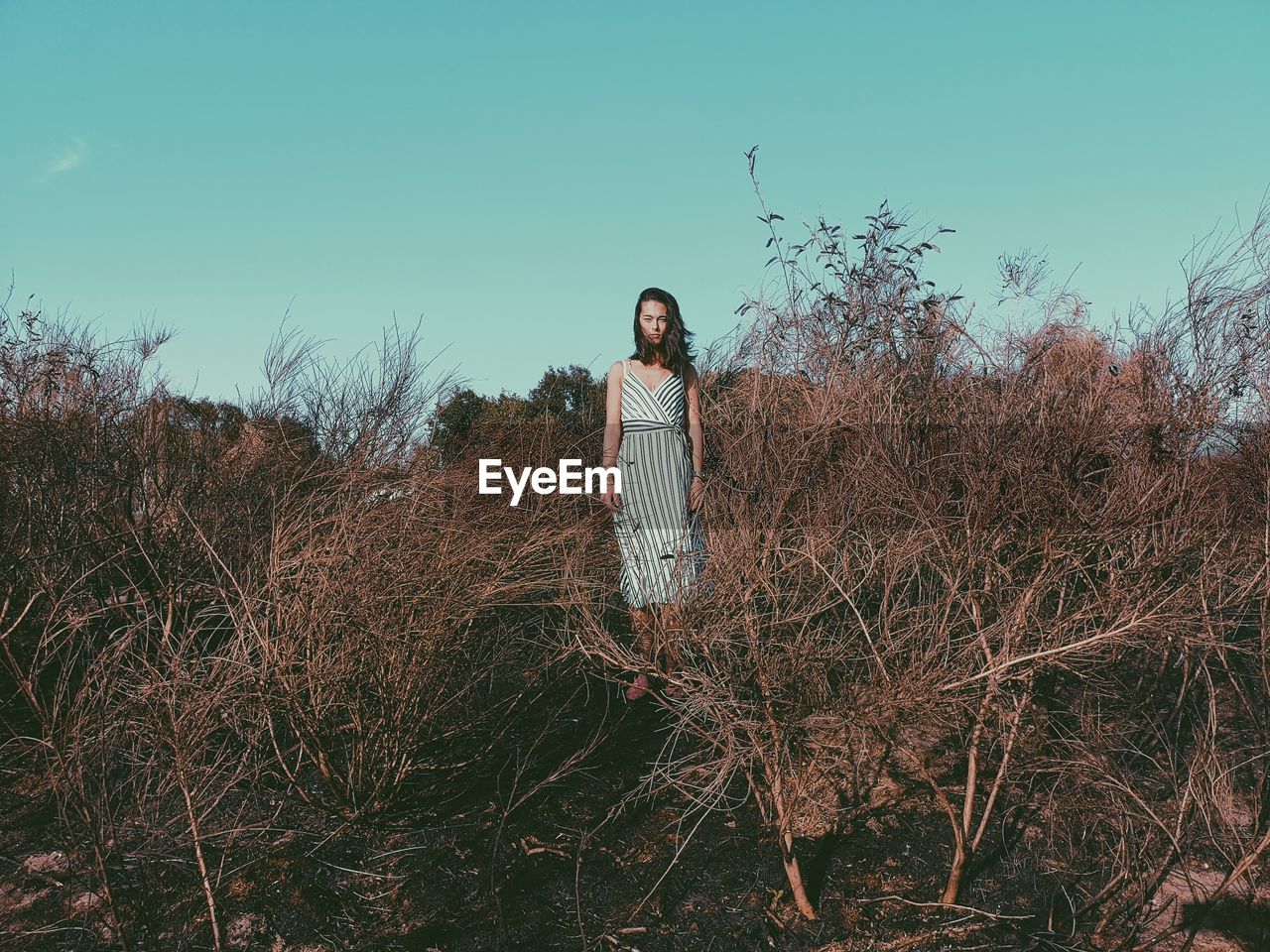 Woman standing amidst dead plants on field against clear sky