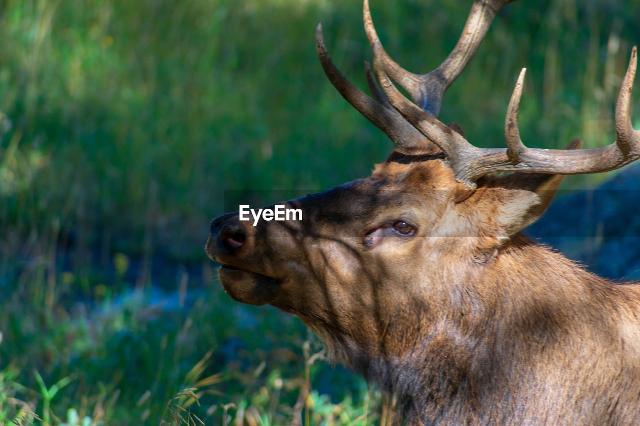 CLOSE-UP OF A HORSE