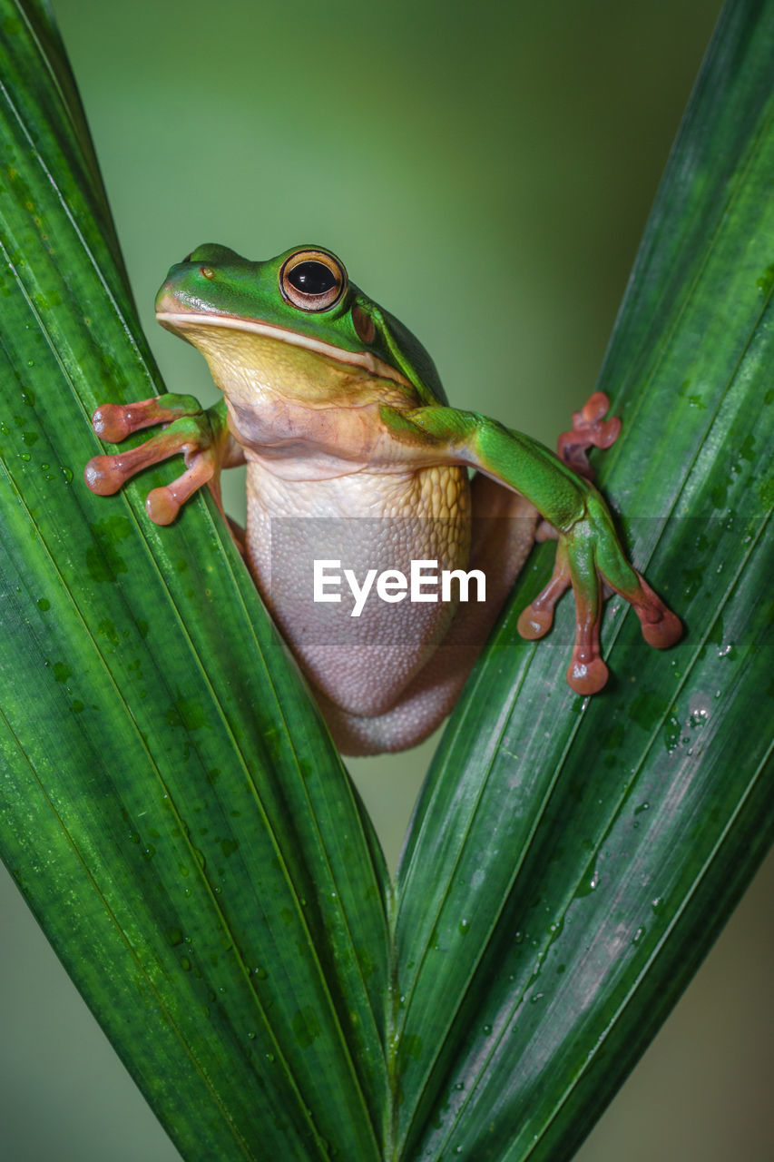 White lipped frog in leaf