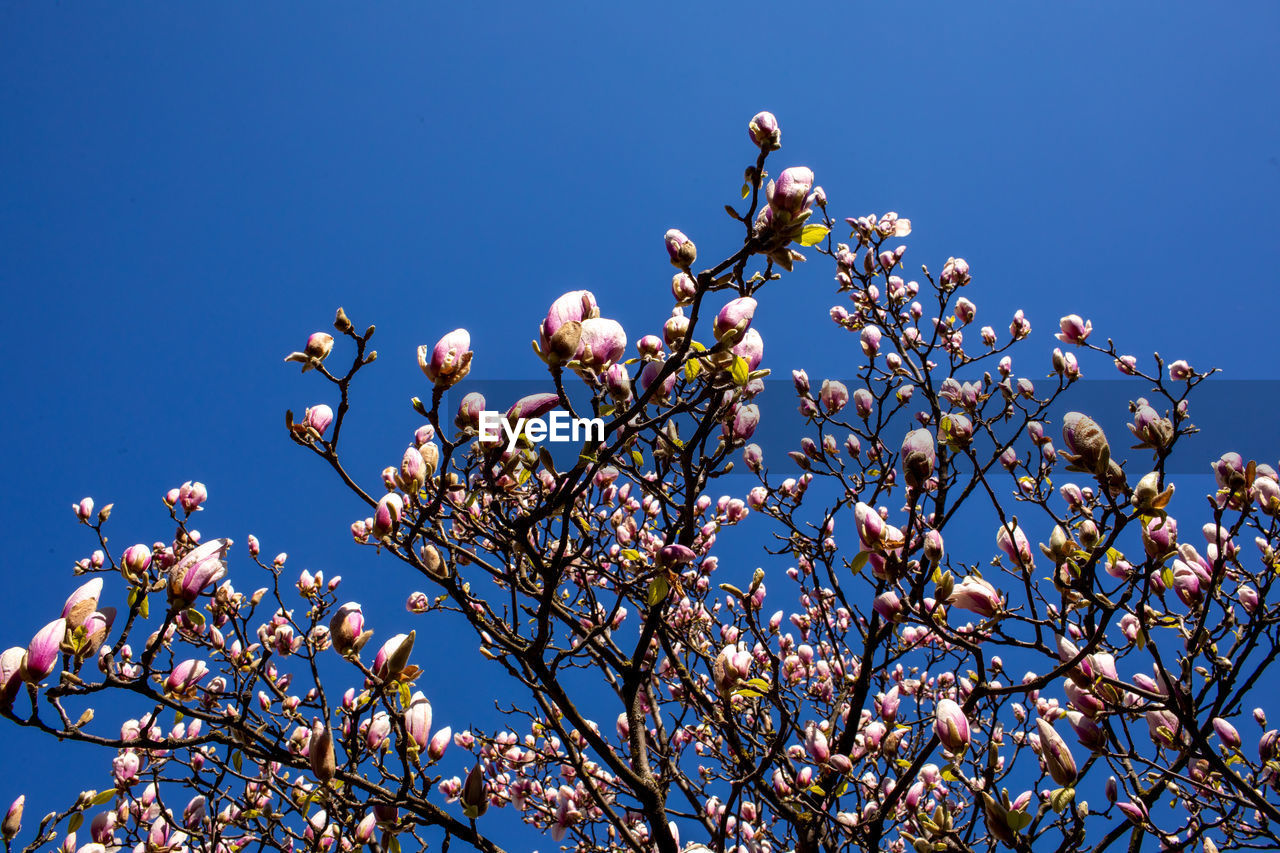 plant, flower, nature, sky, blossom, flowering plant, blue, tree, spring, clear sky, growth, beauty in nature, branch, springtime, low angle view, freshness, no people, fragility, day, leaf, outdoors, sunny, food, food and drink, pink, fruit, sunlight