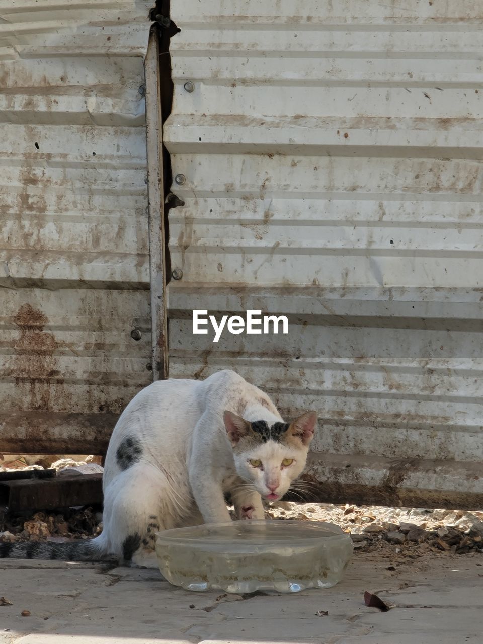 VIEW OF A CAT SITTING ON WOOD