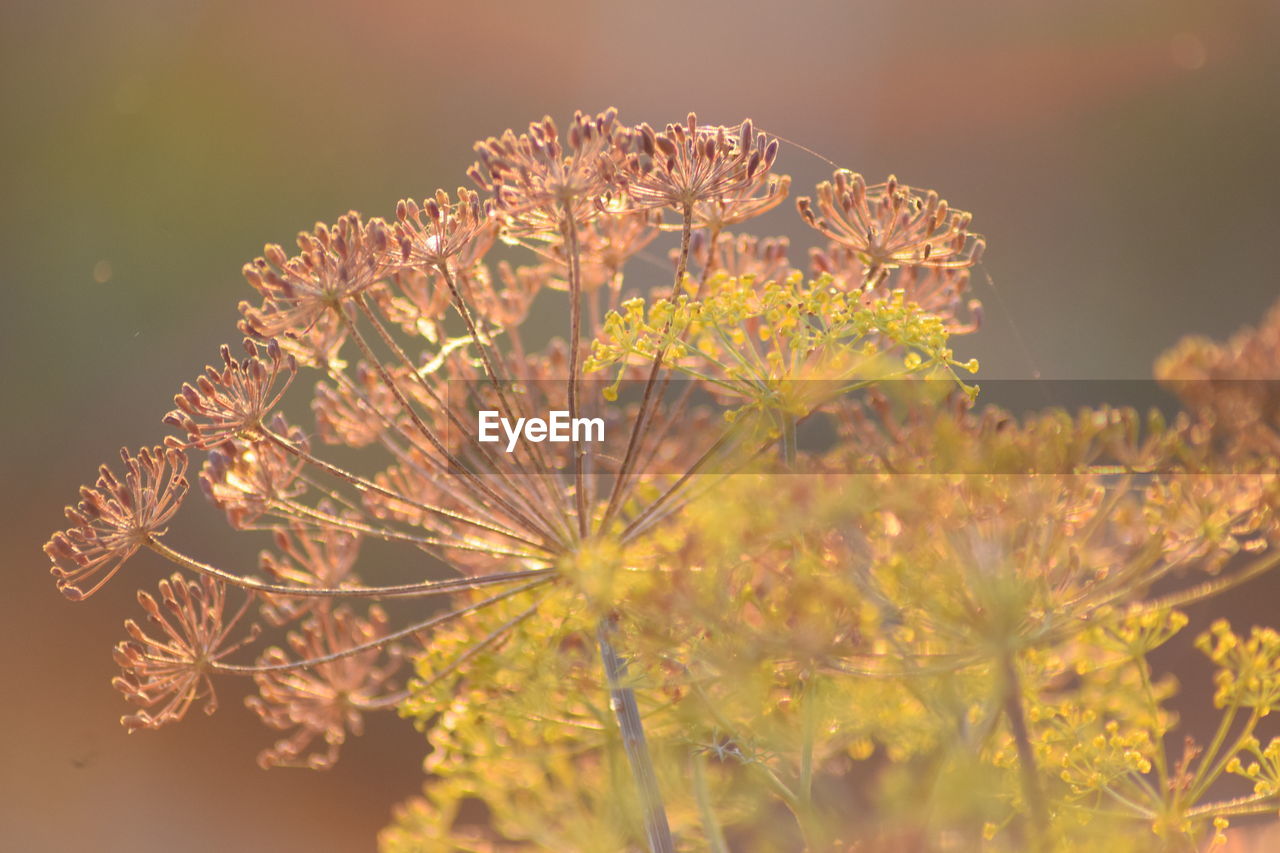 Close-up of flowering plants against blurred background