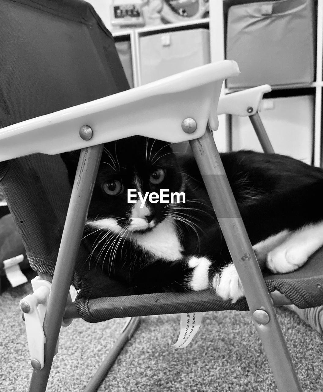 PORTRAIT OF CAT LOOKING THROUGH CHAIR