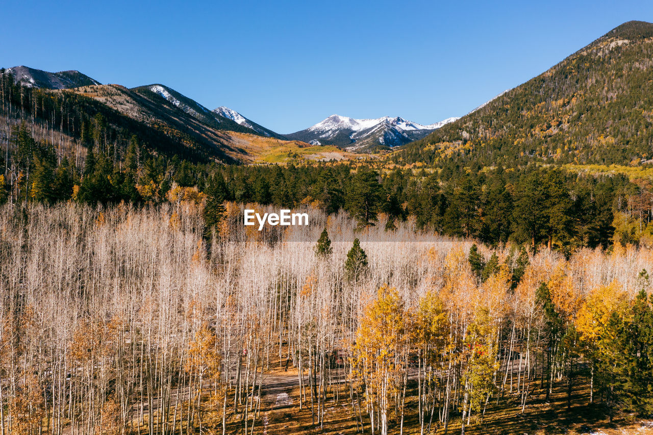 Aspen tree forest at lockett meadow in flagstaff, arizona.