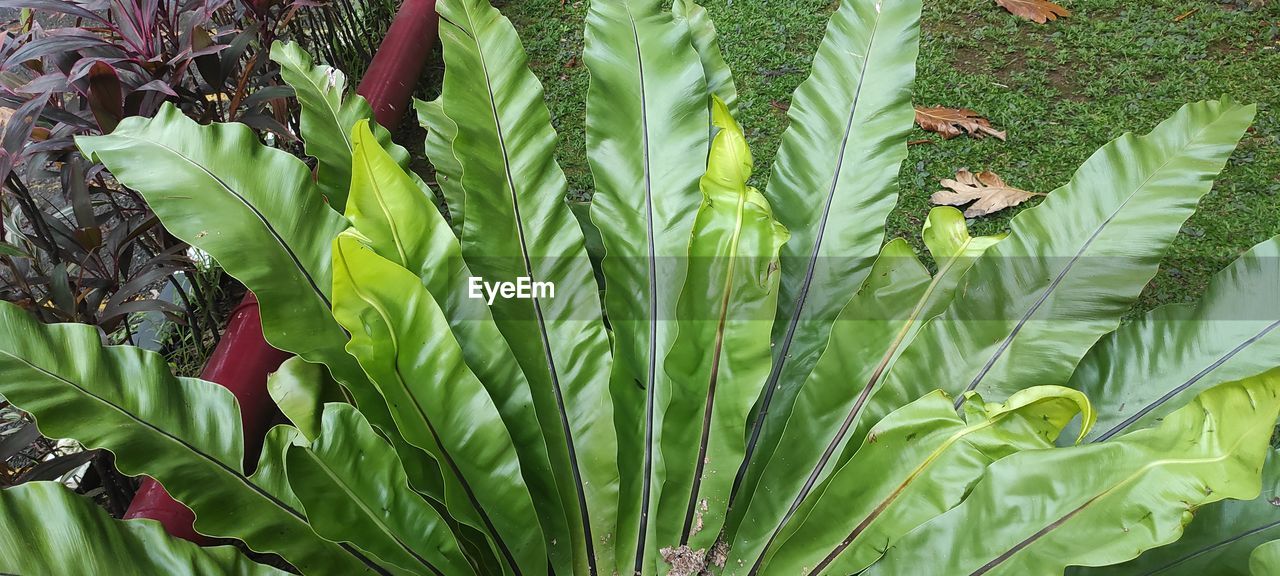 plant, growth, green, leaf, plant part, nature, flower, beauty in nature, field, no people, land, day, freshness, tree, food and drink, outdoors, palm tree, close-up, agriculture, food, garden, botany, high angle view