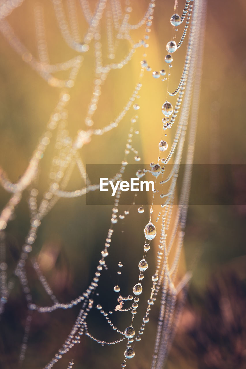 spider web, close-up, fragility, macro photography, water, nature, no people, focus on foreground, drop, dew, wet, moisture, selective focus, beauty in nature, spider, outdoors, day, plant, animal, pattern, sunlight, leaf, tranquility, intricacy, backgrounds