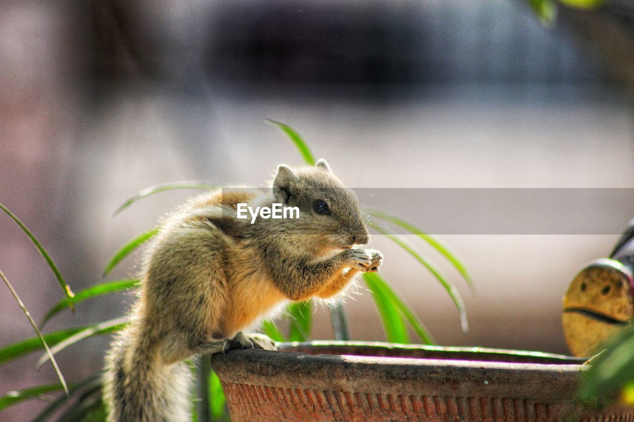 CLOSE-UP OF SQUIRREL EATING FOOD OUTDOORS