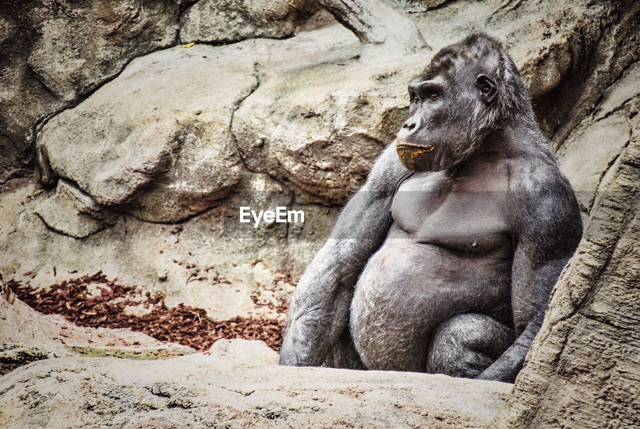 Gorilla sitting on rock in zoo