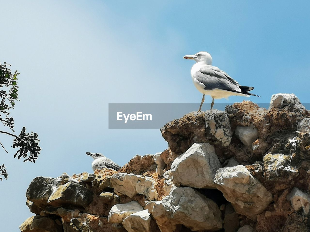 Low angle view of seagull perching on rock