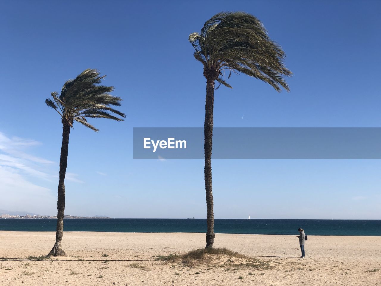 Palm trees on beach against clear sky