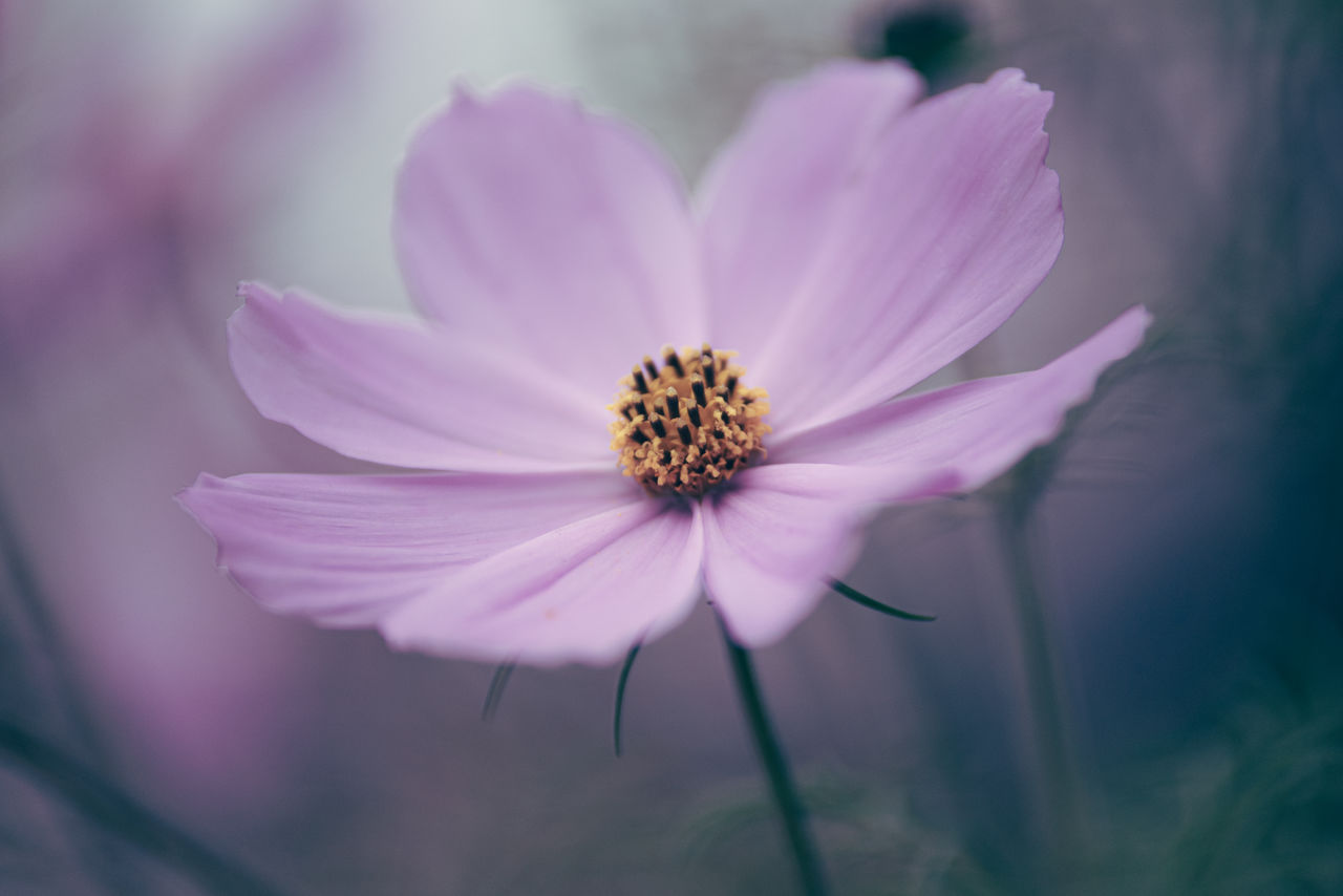 Close-up of pink cosmos flower