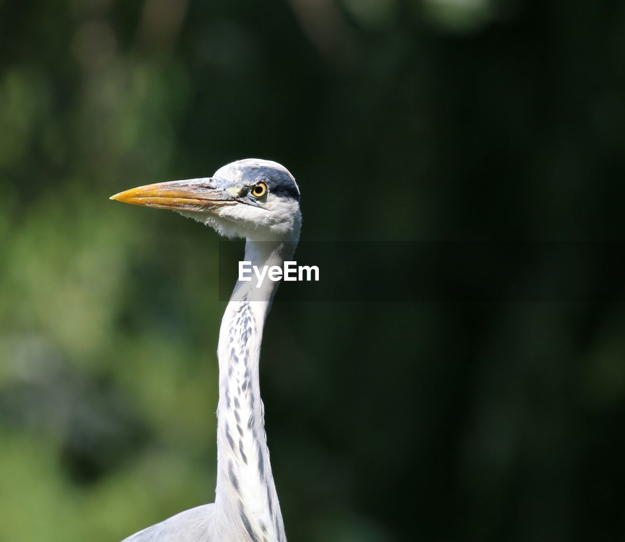 Close-up of great blue heron