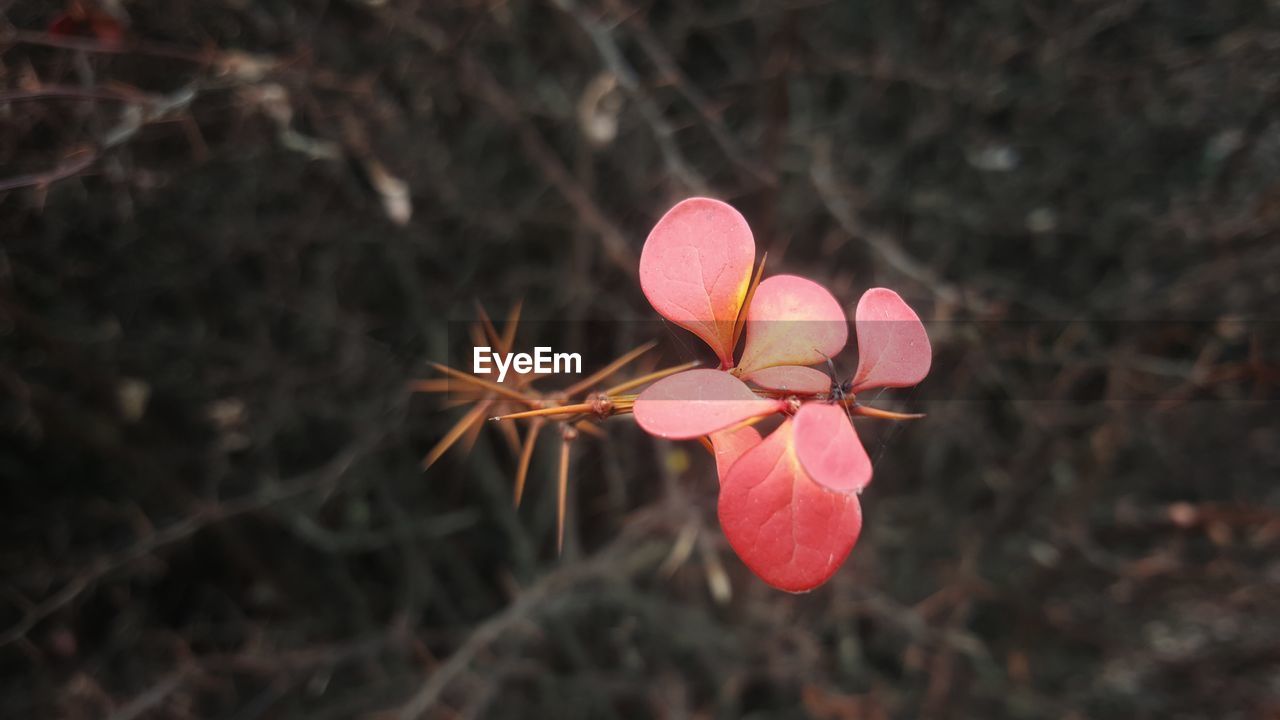 HIGH ANGLE VIEW OF PINK ROSE FLOWER