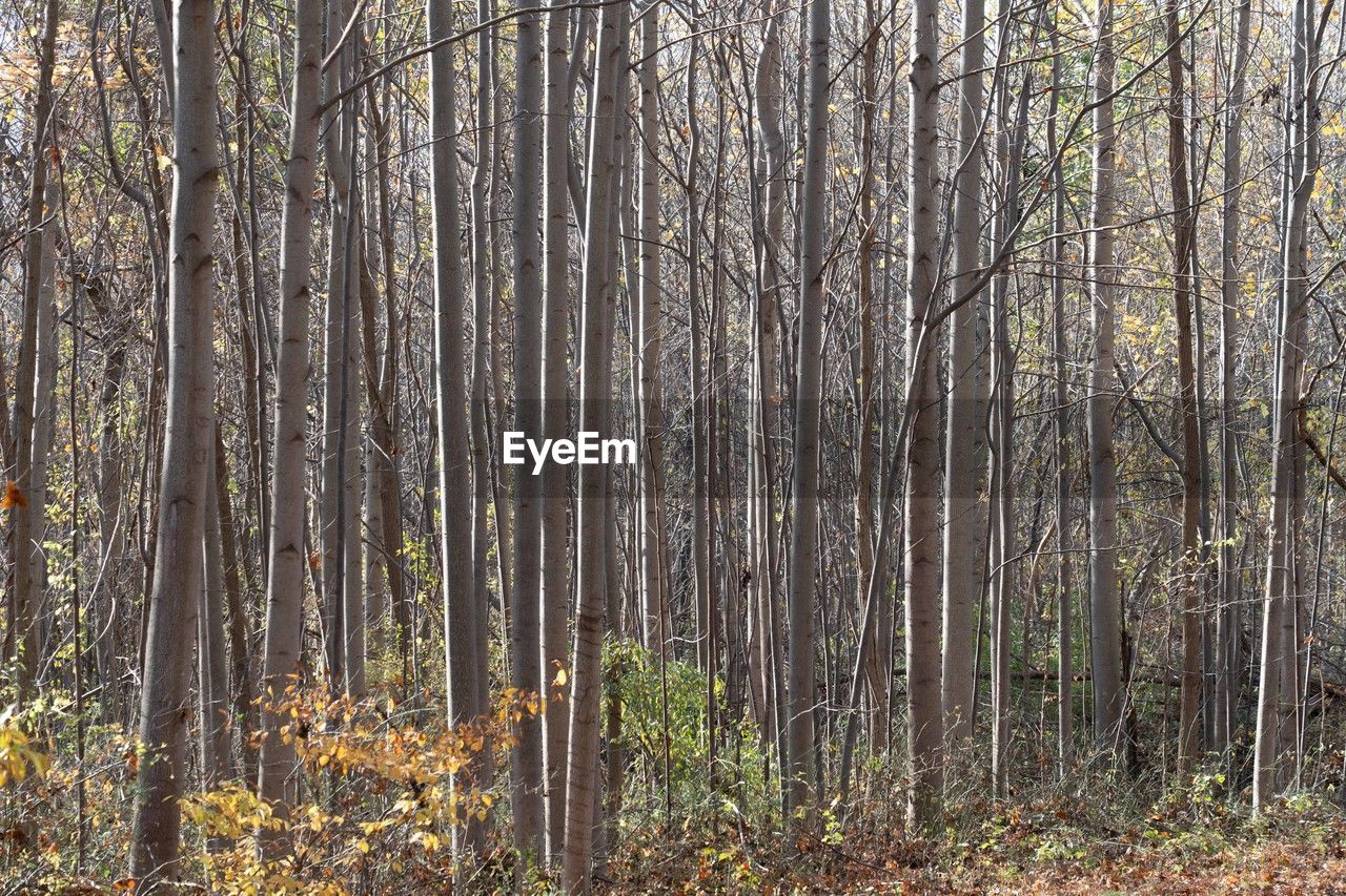 tree, forest, plant, natural environment, land, tranquility, woodland, beauty in nature, nature, trunk, tree trunk, growth, no people, non-urban scene, tranquil scene, autumn, scenics - nature, grove, leaf, day, environment, wilderness, landscape, wetland, outdoors, sunlight, remote, idyllic, abundance, branch, bare tree, bamboo - plant