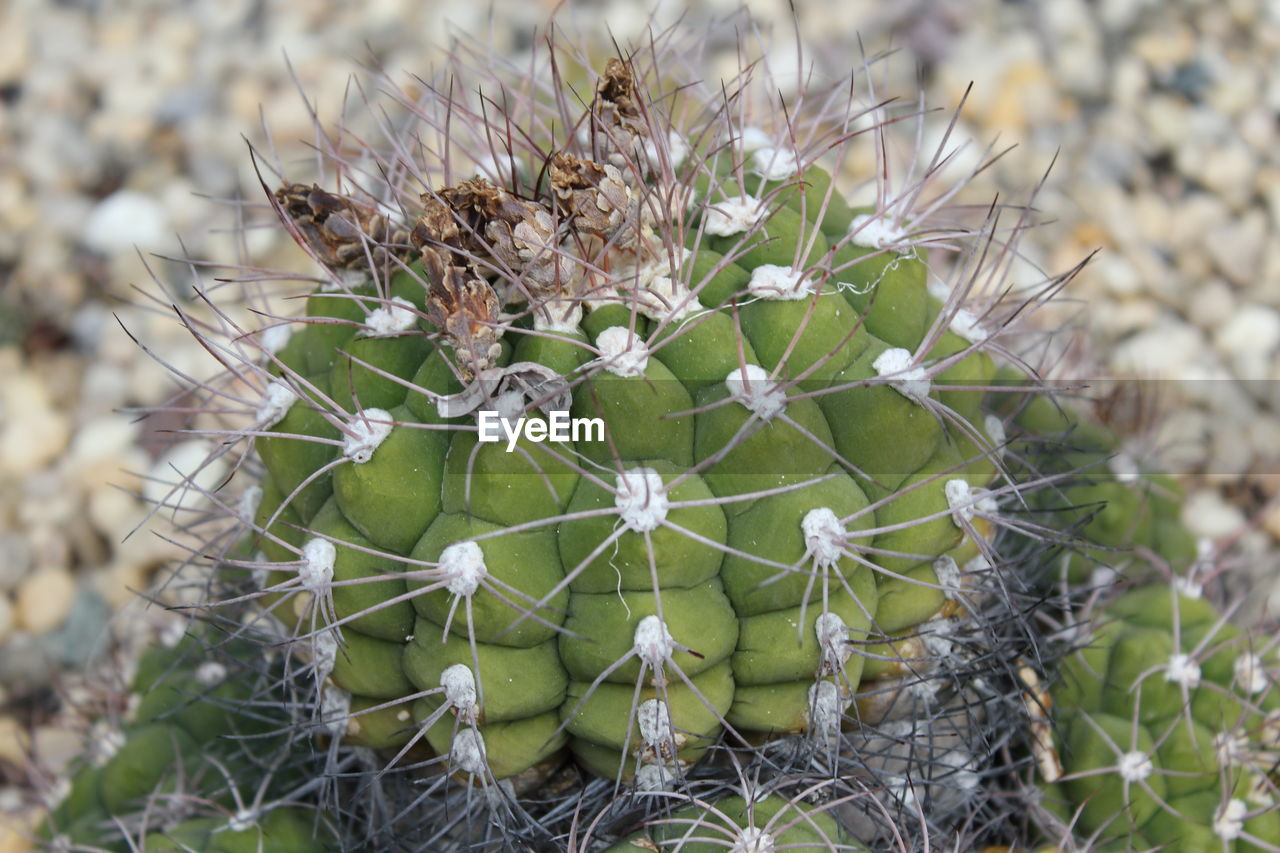 CLOSE-UP OF CACTUS PLANT