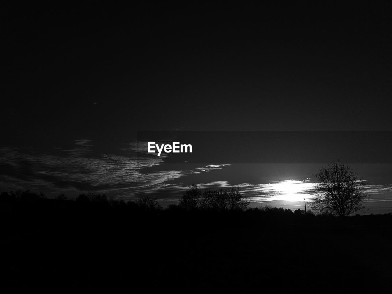 SILHOUETTE OF TREE AT NIGHT