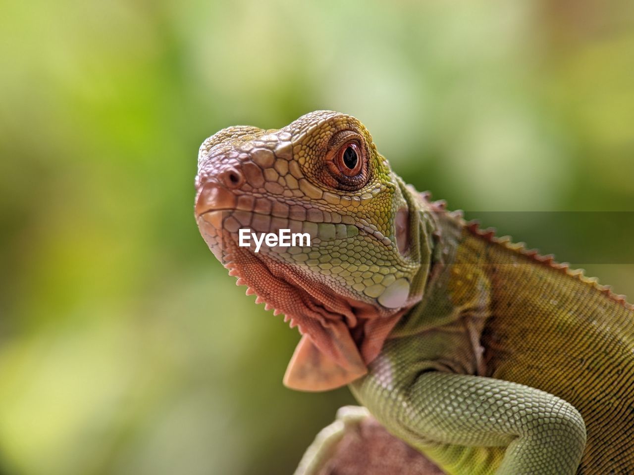 animal themes, animal, reptile, one animal, lizard, animal wildlife, wildlife, dragon lizard, iguana, close-up, no people, wall lizard, iguania, common chameleon, animal body part, chameleon, nature, side view, focus on foreground, environment, green, macro photography, outdoors