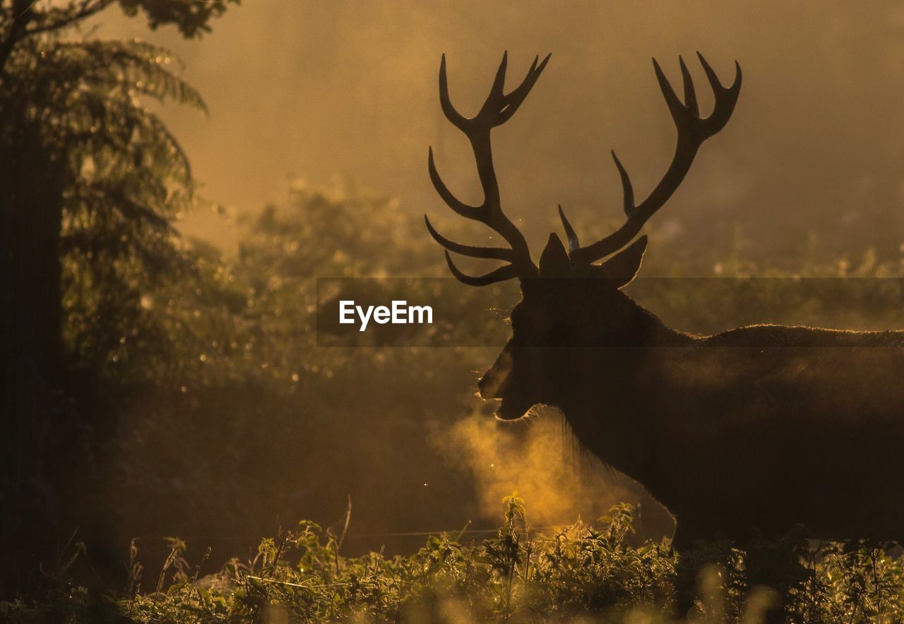 Silhouette stag standing on field during sunset