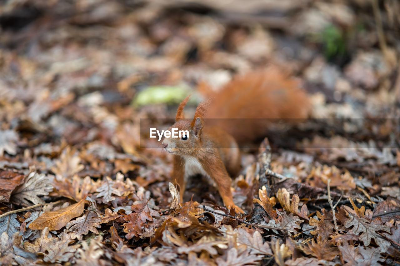 CLOSE-UP OF SQUIRREL ON DRY LEAVES ON FIELD DURING AUTUMN